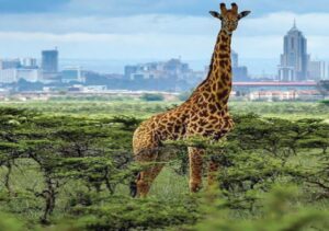 3-Day Amboseli National Park Luxury Safari