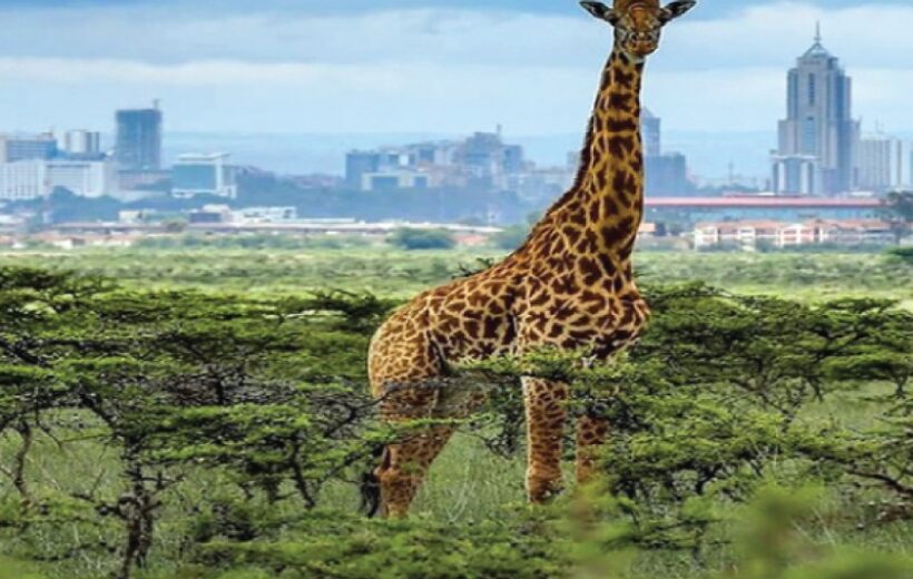 Half-Day Nairobi National Park Group Joining Tour