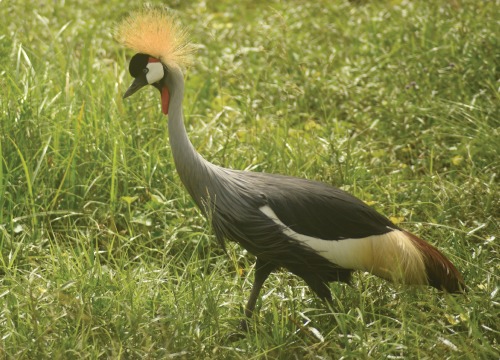 2-Day Amboseli National Park Safari Break