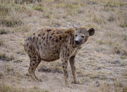 3-Day Tsavo East National Park Tour from Mombasa