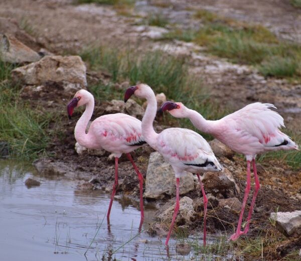 3-Day Ol Pejeta Conservancy Adventure