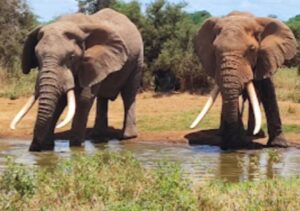 4-Day Masai Mara National Reserve And Lake Nakuru National Park Luxury Safari
