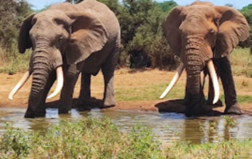 4-Day Masai Mara National Reserve And Lake Nakuru National Park Luxury Safari
