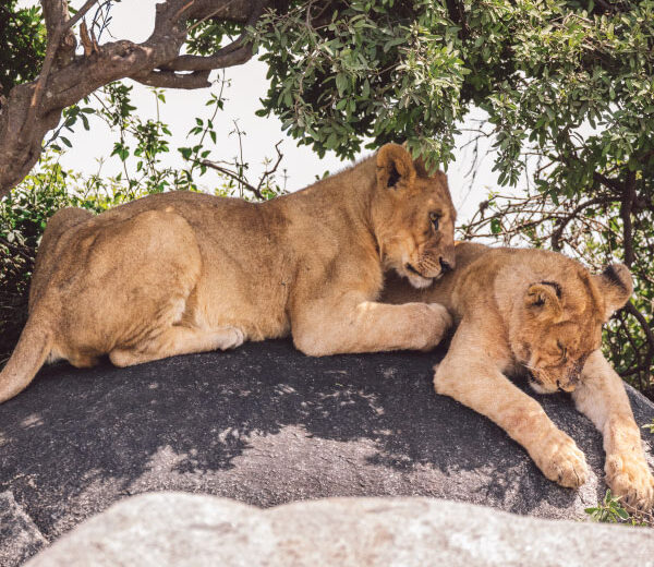 3-Day Masai Mara Group Joining