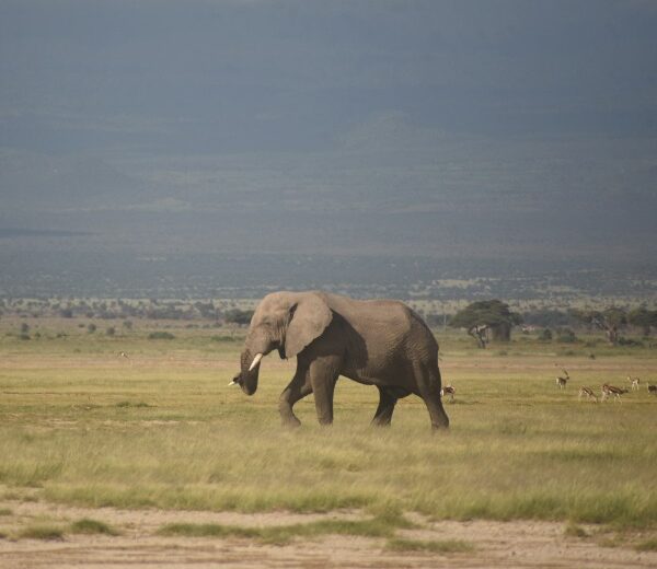 5-Day Tsavo East, West and Amboseli Tour from Mombasa