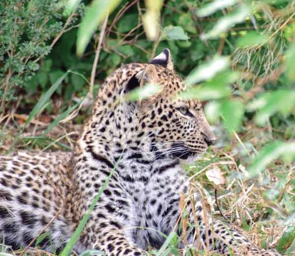 3-Day Samburu National Reserve Safari Trip