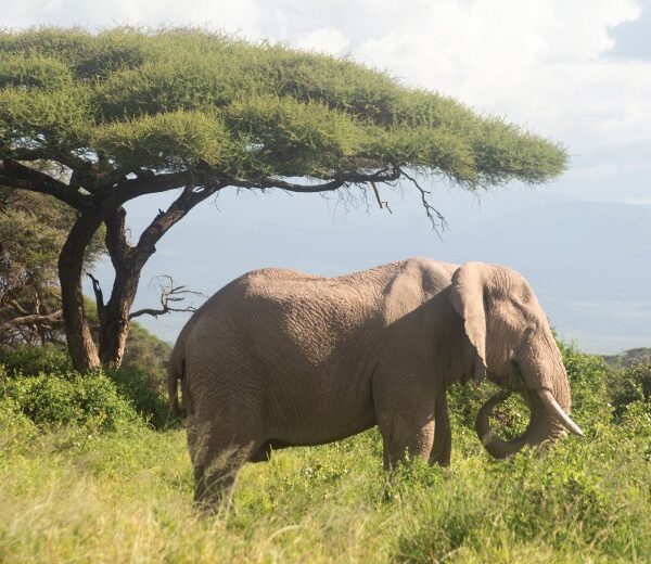 6-Day Tsavo West, East and Amboseli from Nairobi