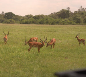 Ultra-Luxury Fly-In Safari + Zanzibar Retreat