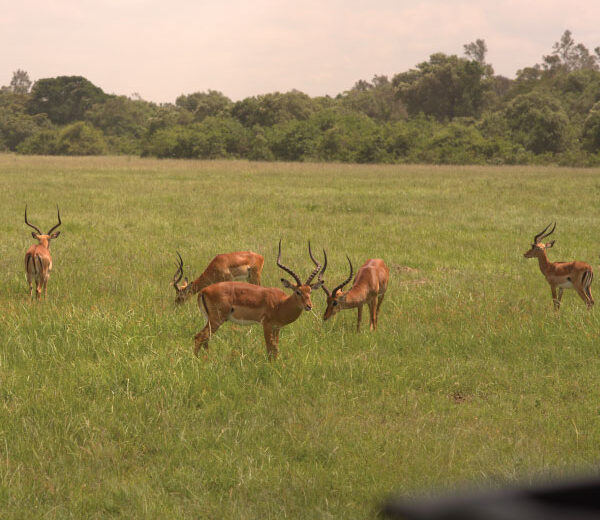 Ultra-Luxury Fly-In Safari + Zanzibar Retreat