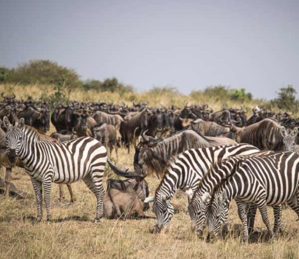 4-Day Masai Mara and Lake Nakuru Tour