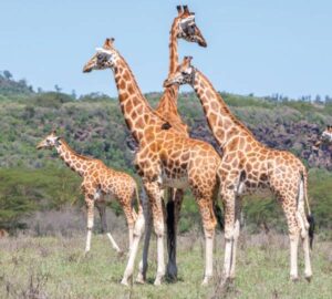 4 Day Masai Mara Honeymoon Flying Safari