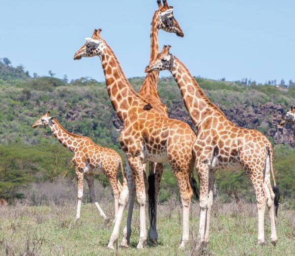 12 Days 4 nights Samburu (environs) 1 Night Naivasha 2 Nights Baringo 4 Nights Mara