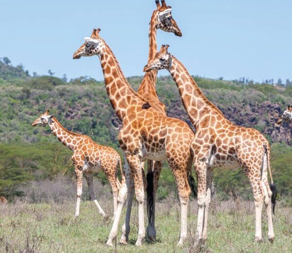 4-Day Tsavo East, Amboseli and Tsavo West Safari