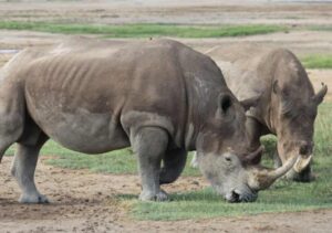 3-Day Samburu National Reserve Fly-In