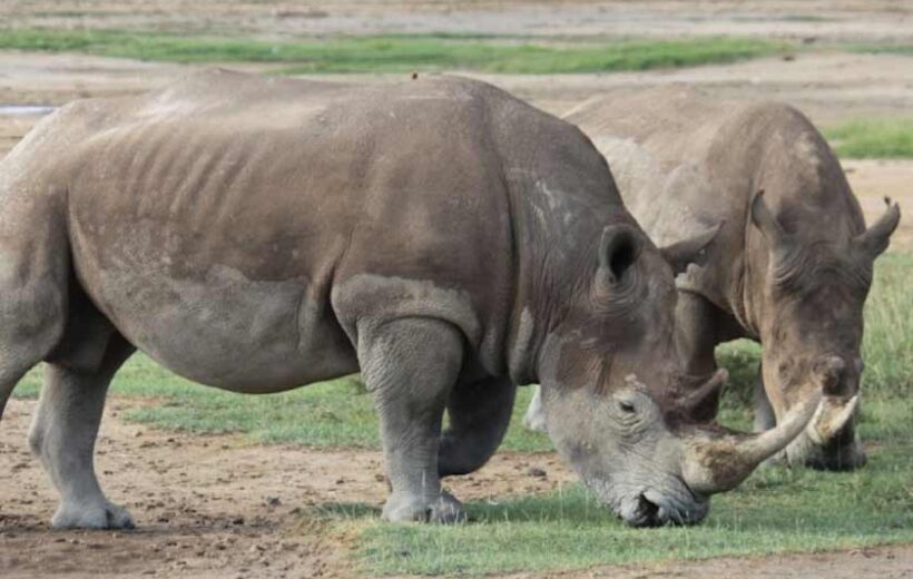 3-Day Samburu National Reserve Fly-In