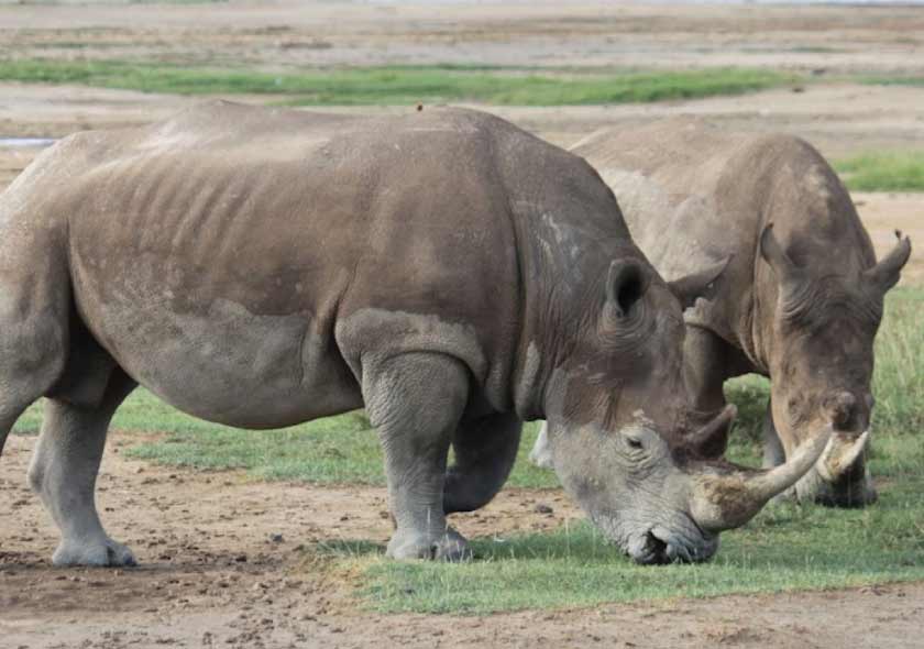 Rhinos grazing in Samburu National Reserve – 3-Day Kenya Tour Package