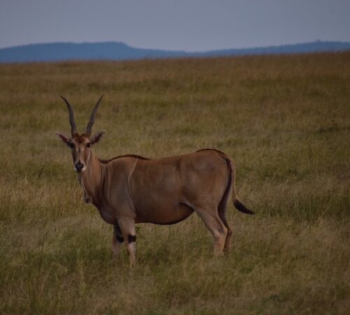 1-Day Lake Naivasha Tour