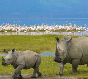 4-Day Maasai Mara and Lake Nakuru Luxury Safari