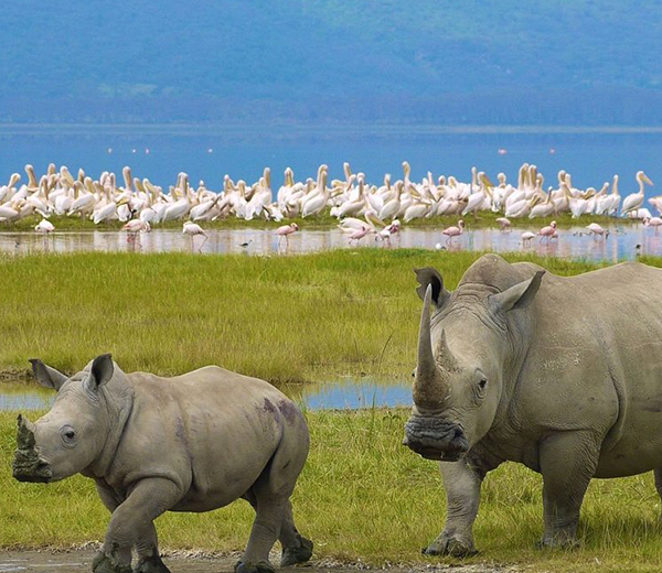 4-Day Maasai Mara and Lake Nakuru Luxury Safari