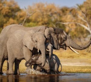 8 Days Extreme Camping Safari 2 Nights Tsavo West, 2 Nights Tsavo East 3 Nights Amboseli