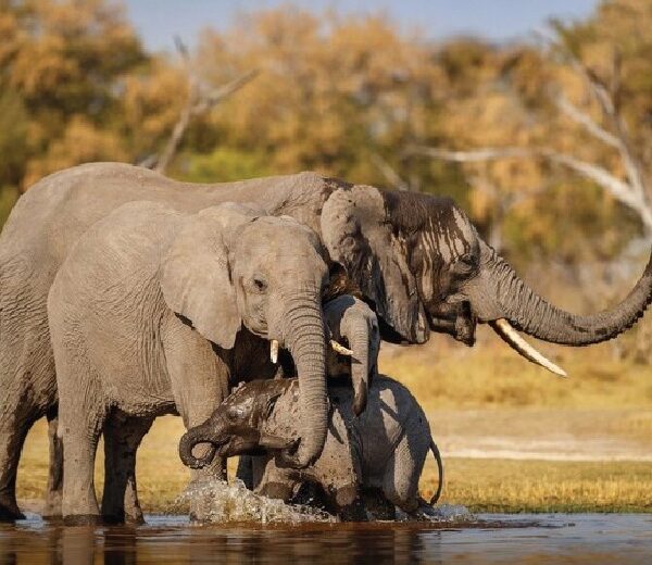 8 Days Extreme Camping Safari 2 Nights Tsavo West, 2 Nights Tsavo East 3 Nights Amboseli