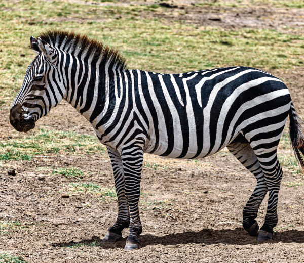 9 Days Peak to Bush 3 Nights Mt Kenya 2 Nights Sweets Waters 1 Night Naivasha 2 Nights Mara