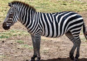 5-Day Masai Mara, Lake Nakuru National Park and Lake Naivasha