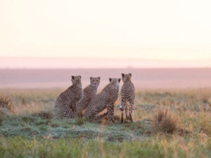 10 Days of Wildlife and Luxury- Kenya Ultimate Safari & Diani Beach Escape