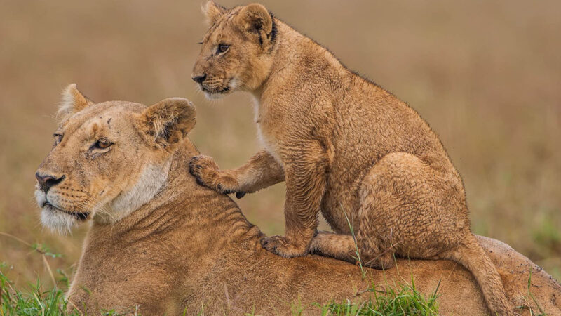 Lioness and cub in the Masai Mara