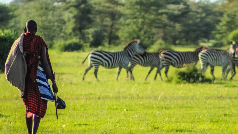 Zebras grazing in the Masai Mara