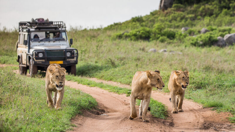 Lions beside a safari vehicle on a Masai Mara game drive